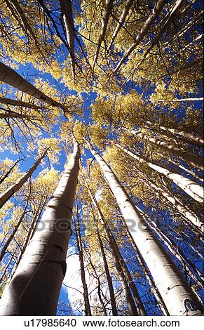 Stock Image -  abstract aspen trees in autumn co colorado routt. Fotosearch