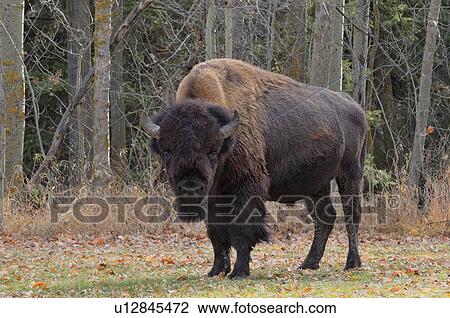 Stock Image -  adult bison bull standing in wooded habitat . Fotosearch