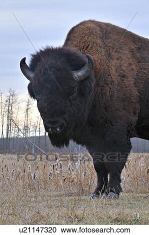 adult wild bison bull standing grassy spot View Large Photo Image Stock Image - adult wild bison bull standing grassy spot . Fotosearch