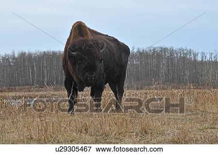 adult wild bison bull standing grassy spot View Large Photo Image Stock Photo - adult wild bison bull standing grassy spot . Fotosearch
