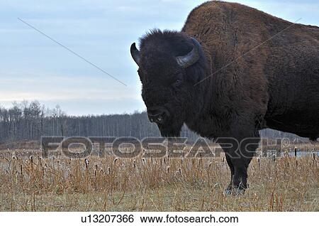 adult wild bison bull standing grassy spot View Large Photo Image Stock Photograph - adult wild bison bull standing grassy spot . Fotosearch