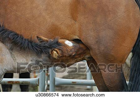 Picture -  baby horse close up colt feeding milk mother. Fotosearch