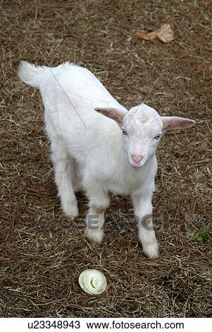 baby kid goat farm onion eating cute pet happy View Large Photo Image Stock Image - baby kid goat farm onion eating cute pet happy. Fotosearch