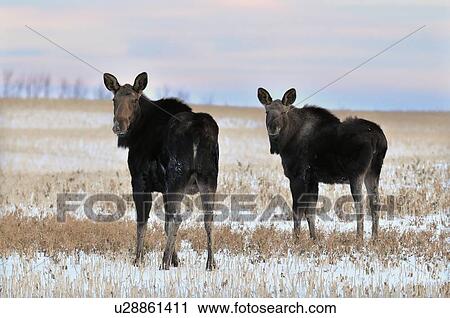 baby mother calf moose standing feeding in farm View Large Photo Image Stock Image - baby mother calf moose standing feeding in farm. Fotosearch