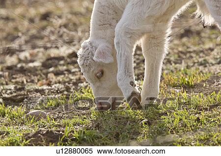 baby nature white cow calf eating grass View Large Photo Image Stock Photography - baby nature white cow calf eating grass . Fotosearch