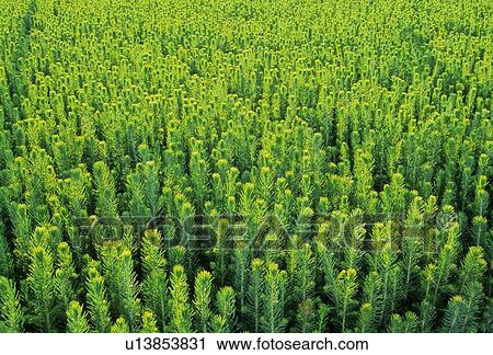 Stock Image -  baby tree trays pine seedlings growing in nursery. Fotosearch