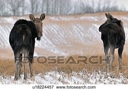 Stock Photo -  baby winter scenic cow calf moose out in farm. Fotosearch