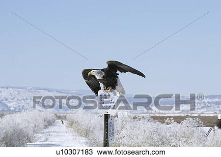 background bald eagle ready take flight sign View Large Photo Image Stock Image - background bald eagle ready take flight sign . Fotosearch
