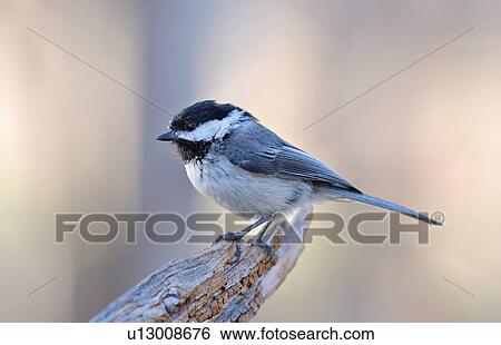 background close up side portrait chickadee bird View Large Photo Image Stock Photograph - background close up side portrait chickadee bird. Fotosearch