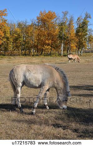 Stock Image -  background horse vertical image pair young . Fotosearch