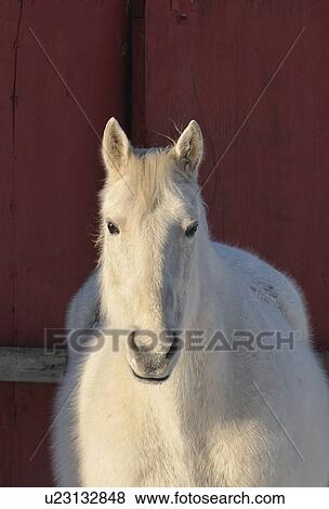 Stock Photo -  background horse winter front view portrait day. Fotosearch