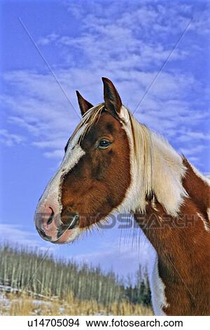 background horse winter portrait alert pinto sky View Large Photo Image Picture - background horse winter portrait alert pinto sky. Fotosearch
