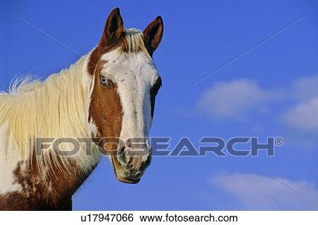 Stock Photograph -  background horse winter portrait alert pinto sky. Fotosearch