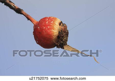 Stock Photography -  background medical rose fruit leaf close up red. Fotosearch