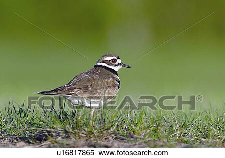 background nature image kildeer bird cautious View Large Photo Image Stock Photography - background nature image kildeer bird cautious. Fotosearch