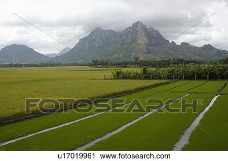 background nature paddy fields district southern View Large Photo Image Stock Image - background nature paddy fields district southern. Fotosearch