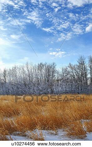 background nature winter vertical landscape View Large Photo Image Stock Photograph - background nature winter vertical landscape . Fotosearch
