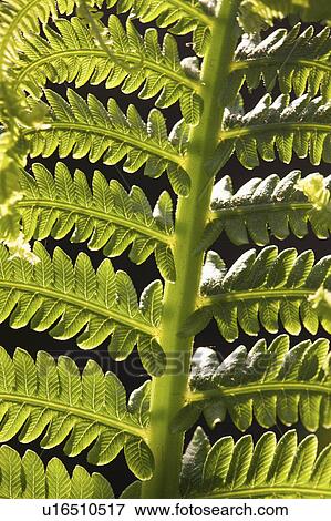 Stock Photo -  background summer spring pattern nature texture . Fotosearch