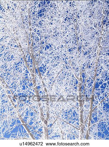 Stock Image -  background tree design pattern nature texture . Fotosearch