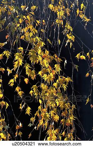 background tree nature sun leaf vertical image View Large Photo Image Stock Image - background tree nature sun leaf vertical image. Fotosearch