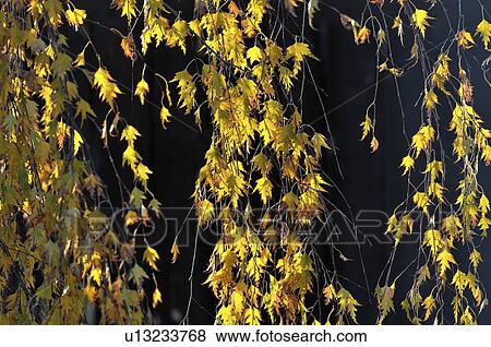 background tree nature sun leaf horozontal image View Large Photo Image Stock Photo - background tree nature sun leaf horozontal image. Fotosearch