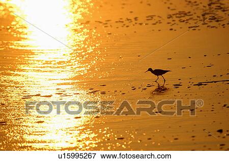 Stock Photo -  beach nature fire sand plover in river estuary. Fotosearch