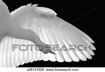 Stock Photo -  beauty north america usa florida st augustine. Fotosearch