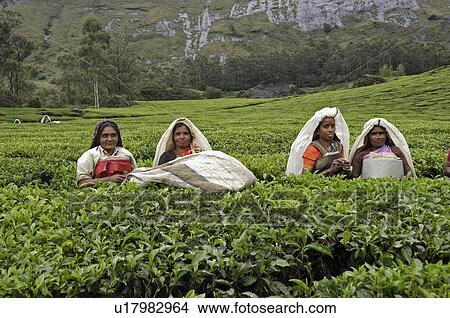 beauty tea gardens kannan devan hills munnar View Large Photo Image Picture - beauty tea gardens kannan devan hills munnar. Fotosearch