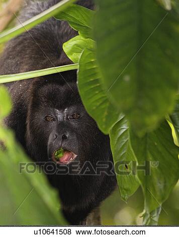 Stock Photo -  black holwer monkey alouatta pigra belize . Fotosearch