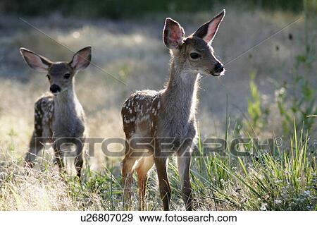 Stock Photo -  black tail deer fawns usa jackson county oregon. Fotosearch