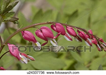 Get Natur blumen For iPhone Natur Blumen