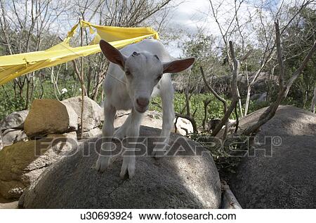 Picture -  brazil goat rearing project cedapp in laje de of. Fotosearch