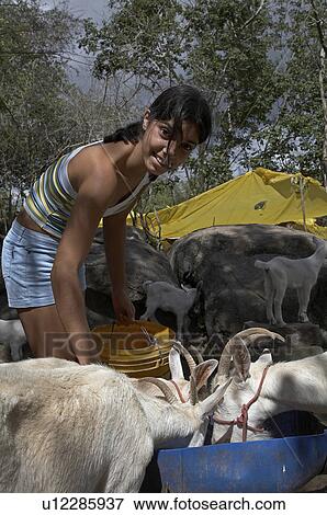 brazil goat rearing project cedapp in laje de of brazil View Large Photo Image Stock Photo - brazil goat rearing project cedapp in laje de of brazil. Fotosearch