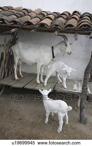 brazil goat rearing project cedapp in laje de View Large Photo Image Stock Photography - brazil goat rearing project cedapp in laje de . Fotosearch