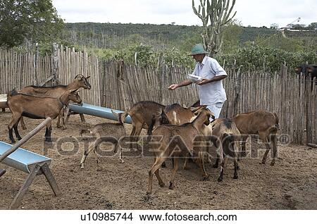 brazil work apaeb small farmers state bahia help View Large Photo Image Picture - brazil work apaeb small farmers state bahia help. Fotosearch
