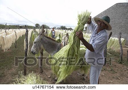 brazil work apaeb small farmers state bahia help View Large Photo Image Picture - brazil work apaeb small farmers state bahia help . Fotosearch