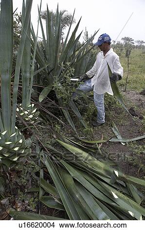 brazil work apaeb small farmers state bahia help View Large Photo Image Picture - brazil work apaeb small farmers state bahia help . Fotosearch