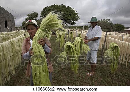 Stock Image -  brazil work apaeb small farmers state bahia help. Fotosearch