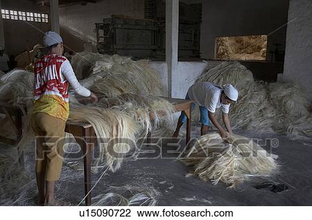 brazil work apaeb small farmers state bahia help View Large Photo Image Stock Image - brazil work apaeb small farmers state bahia help . Fotosearch
