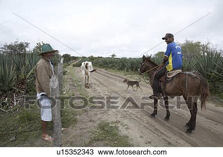 brazil work apaeb small farmers state bahia help View Large Photo Image Stock Image - brazil work apaeb small farmers state bahia help. Fotosearch