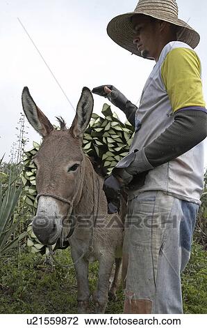 brazil work apaeb small farmers state bahia help View Large Photo Image Stock Image - brazil work apaeb small farmers state bahia help . Fotosearch