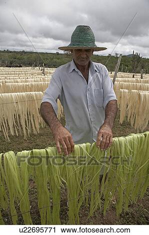 brazil work apaeb small farmers state bahia help View Large Photo Image Stock Image - brazil work apaeb small farmers state bahia help . Fotosearch