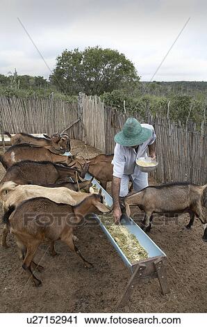 brazil work apaeb small farmers state bahia help View Large Photo Image Stock Image - brazil work apaeb small farmers state bahia help. Fotosearch