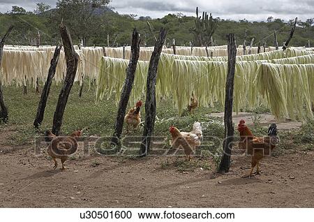 brazil work apaeb small farmers state bahia help View Large Photo Image Stock Image - brazil work apaeb small farmers state bahia help. Fotosearch