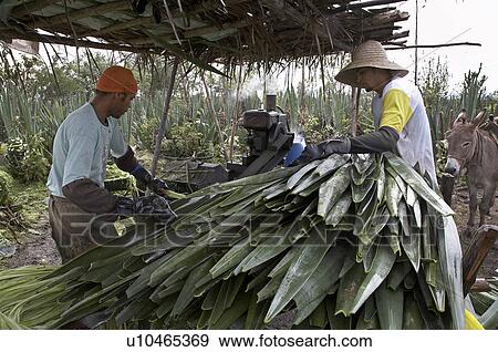 Stock Photo -  brazil work apaeb small farmers state bahia help . Fotosearch