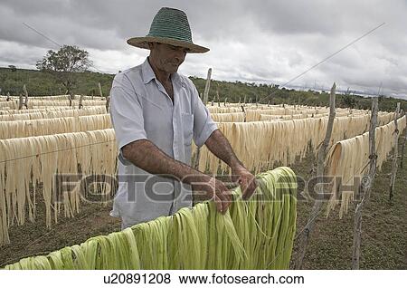 brazil work apaeb small farmers state bahia help View Large Photo Image Stock Photo - brazil work apaeb small farmers state bahia help . Fotosearch