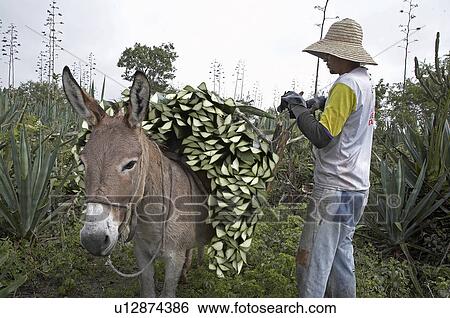 brazil work apaeb small farmers state bahia help View Large Photo Image Stock Photograph - brazil work apaeb small farmers state bahia help . Fotosearch