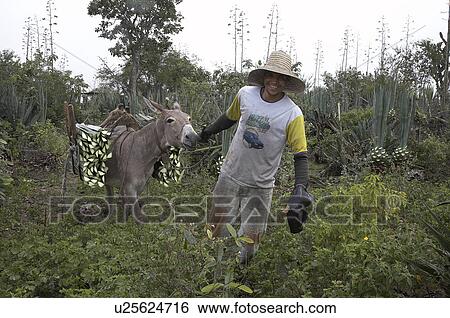 brazil work apaeb small farmers state bahia help View Large Photo Image Stock Photograph - brazil work apaeb small farmers state bahia help . Fotosearch