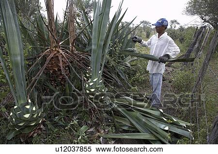 Stock Photography -  brazil work apaeb small farmers state bahia help . Fotosearch