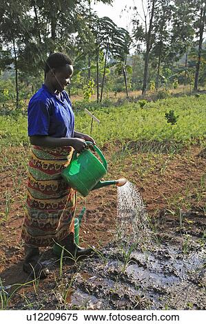 burundi agakura youth project in gitera watering View Large Photo Image Stock Photography - burundi agakura youth project in gitera watering. Fotosearch